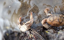 Đã tìm ra nguyên nhân cua biển Cà Mau chết bất thường trên diện rộng