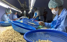 Xuất khẩu điều: Bài học cảnh giác để phòng tránh bị lừa đảo trong kinh doanh