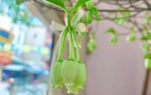 Giống đào lạ chỉ nở hoa vào tháng 3 màu xanh như lá, chị em mê mẩn tìm mua chơi