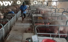 “Bão giá” thức ăn chăn nuôi khiến nông dân điêu đứng