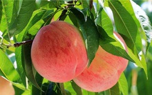 Dùng 2 quả đào có thể bức tử 3 người dũng sĩ: Thâm ý đằng sau khiến hậu thế phải khiếp sợ