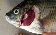 Đi mua cá nên tránh chọn 3 loại này vì dễ chứa nhiều kim loại nặng, ăn vào không tốt lại còn phí tiền