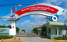 Cổ phiếu "cây thông" quay đầu tăng vượt đỉnh lịch sử, IDI đặt kế hoạch lợi nhuận "khủng"