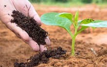 SSI Research: Cổ phiếu phân bón được hưởng lợi trong ngắn hạn, nửa cuối năm có thể khó khăn hơn