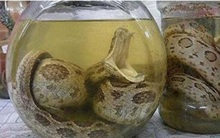 Đem rượu rắn ra mời khách, người đàn ông mất mạng vì rắn cắn: Ngâm 1 năm rắn vẫn sống!