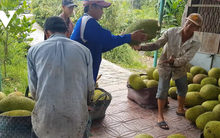 Mít Thái và sầu riêng Vĩnh Long tăng giá, cung không đủ cầu