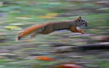 Cổ phiếu thuộc diện kiểm soát của HOSE nhưng thị giá vẫn tăng 60% sau hơn một tháng, 4/5 phiên gần nhất đều "tím lịm"