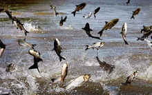 Giá cá tra tăng phi mã, cổ phiếu "vua cá" Vĩnh Hoàn tăng 30% kể từ đầu năm, lập đỉnh mới