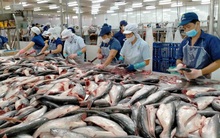 Doanh nghiệp Việt Nam gặp khó khi xuất khẩu cá tra sang Nga bị gián đoạn, đồng Ruble mất giá, thanh toán khó khăn