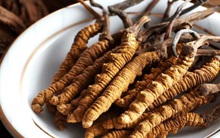 F0 đua nhau mua tổ yến, đông trùng hạ thảo bồi bổ - có nên không? Chuyên gia trả lời