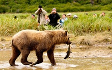 Việc 'nhẹ' lương cao ở Mỹ: Nhân viên 'quản lý xung đột' với gấu xám, thu nhập 100.000 USD/năm