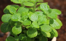 6 loại cây cảnh vừa đẹp, vừa dễ chăm, tốt cho sức khỏe, lại... ăn ngon