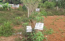 'Sốt đất' tràn lan, vùng ven Buôn Ma Thuột được thổi giá tiền tỷ