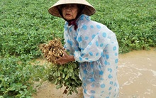 Nông dân Quảng Nam khóc ròng vì trận mưa lớn trái mùa, vất vả lội nước vớt nông sản "chạy lụt"