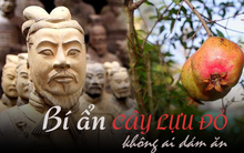 Giữa lăng mộ Tần Thủy Hoàng chỉ có duy nhất 1 loài cây tươi xanh, sai trĩu quả nhưng tuyệt nhiên không ai dám ăn: Bí mật đằng sau đến cả chuyên gia cũng giật mình