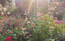 Khu vườn thơ mộng với hoa và rau quả của mẹ đơn thân cùng cô con gái nhỏ xinh đẹp