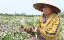 Người Quảng Nam gạt nước mắt, nhìn dưa hấu chết héo kín ruộng