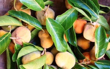 Loại quả dân dã ăn với cá vừa khử tanh hiệu quả lại làm sạch mạch máu và phòng chống ung thư