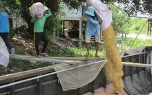 Giá gạo xuất khẩu tăng mạnh