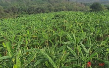 Trồng cây đặc sản này, người dân miền núi Quảng Trị thu cả trăm tỷ đồng mỗi năm