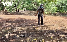 Mất mùa mất giá, người trồng điều ở Bà Rịa