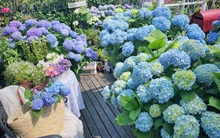 Khu vườn sân thượng chỉ rộng vỏn vẹn 13m² mà góc nào góc nấy đẹp mê