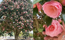 Choáng với cây hoa trà nở nghìn hoa cực đẹp và thơm, nhiều người khẳng định "đáng giá hơn cả lan đột biến!"