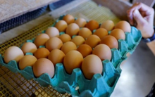 Giá trứng tăng trên toàn cầu do bùng dịch cúm gia cầm