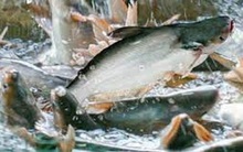 BSC: Ngành cá tra năm 2022 hứa hẹn bùng nổ sau thời gian dài ở đáy, triển vọng sáng cho cổ phiếu "nữ hoàng" và một "tay chơi" mới