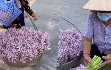 Từ clip "triệu view" gánh rau độc nhất miền Tây được lan truyền trên mạng, hoa lục bình có gì ngon mà ai cũng mê đến thế?