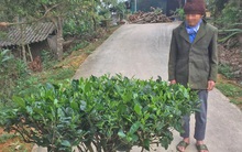 'Ngáo giá' bạch hải đường: Nguy cơ mất tiền oan