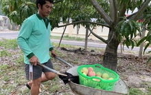 Xoài Úc rớt giá, dân không muốn thu hái