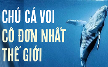 Chuyện buồn của chú cá voi cô đơn nhất hành tinh: Chưa 1 lần được tìm thấy nhưng vẫn làm cả thế giới cảm thương cùng bí mật kéo dài 30 năm