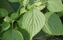 Tía tô kháng khuẩn, kháng virus, chống ung thư