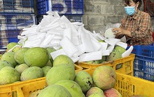 Xoài Cam Lâm rớt giá mạnh