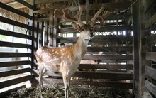 Cận cảnh cặp nhung hươu ‘khủng’ 15 nhánh, giá hơn 60 triệu đồng