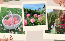 Khu vườn "cổ tích" rộng 300m² nở hoa bốn mùa của thạc sĩ kinh tế người Việt