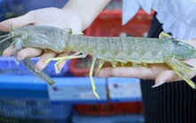 Loại tôm "siêu to khổng lồ", đắt hơn cả tôm hùm nhập khẩu, nhà giàu đua nhau săn lùng