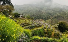 "Bỏ phố về rừng" lúc dịch, đến giờ, tôi bắt đầu hối hận vì phải di chuyển 2 tiếng đến nơi làm việc và về nhà khi trời đã tối