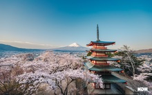 Mùa anh đào rợp trời ở Nhật Bản trong ống kính người Việt