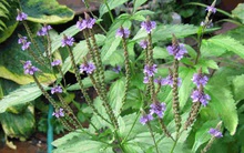 Loại cỏ mọc đầy ven đường, là vị thuốc quý ngừa ung thư, bảo vệ não: Ít người biết để dùng