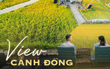 Xu hướng du lịch năm nay không phải view biển hay view đồi, mà chính là đi tìm BỜ RUỘNG hay CÁNH ĐỒNG xanh mướt mắt