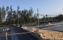 Quảng Nam – Nuôi tôm chưa bao giờ lỗ nặng đến thế