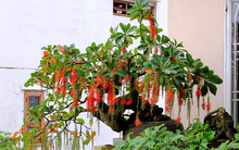 3 loại cây được ví như Thần Tài, cứ trồng trước cửa là kéo tài lộc vào nhà