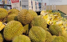 Vào chính vụ, giá sầu riêng vẫn cao