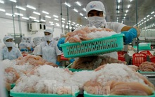 Cá tra Việt Nam 'đi' hội chợ thủy sản toàn cầu ở Tây Ban Nha