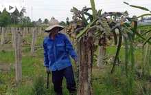 “Vị đắng cây làm giàu”