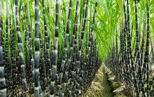 Mía đường Sơn La (SLS) đã vượt 67% kế hoạch lợi nhuận năm sau 3 quý, EPS đạt 12.800 đồng