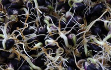 Đây là cách ăn đậu đen mỗi ngày không chỉ bổ máu mà còn giải nhiệt tốt hơn, chị em sẽ nhuận sắc, sức khỏe được hưởng lợi đủ đường