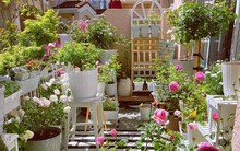 Khu vườn ban công được chăm quá khéo, chỉ rộng 8m² mà có đến 70 chậu hoa các loại
